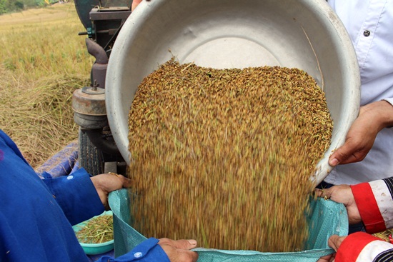 Rice harvesting season in Quang Ninh’s mountainous region